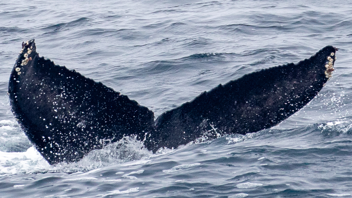 Fluke of 2025-2026 calf of CRC-10708