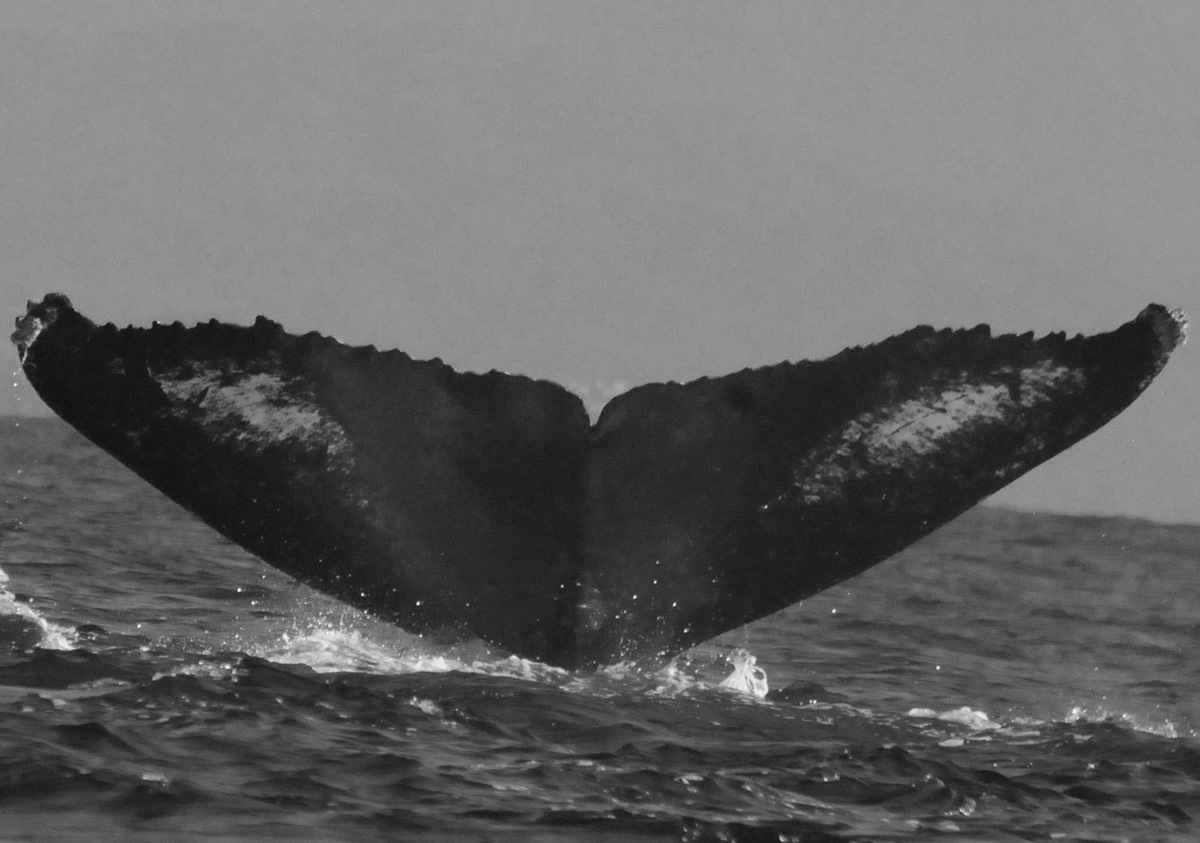 Fluke of CRC-13553
