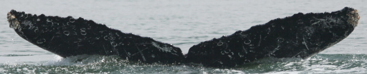 Fluke of FIBB-4BB382
