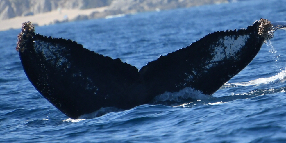 Fluke of CRC-17227