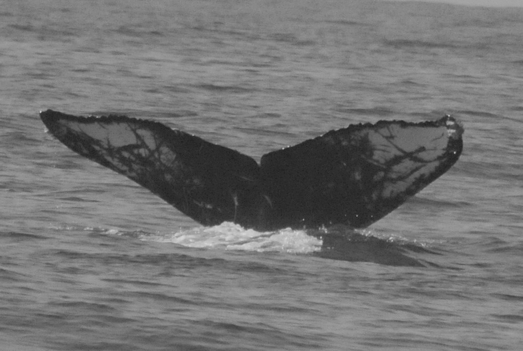 Fluke of FIBB-3BB329