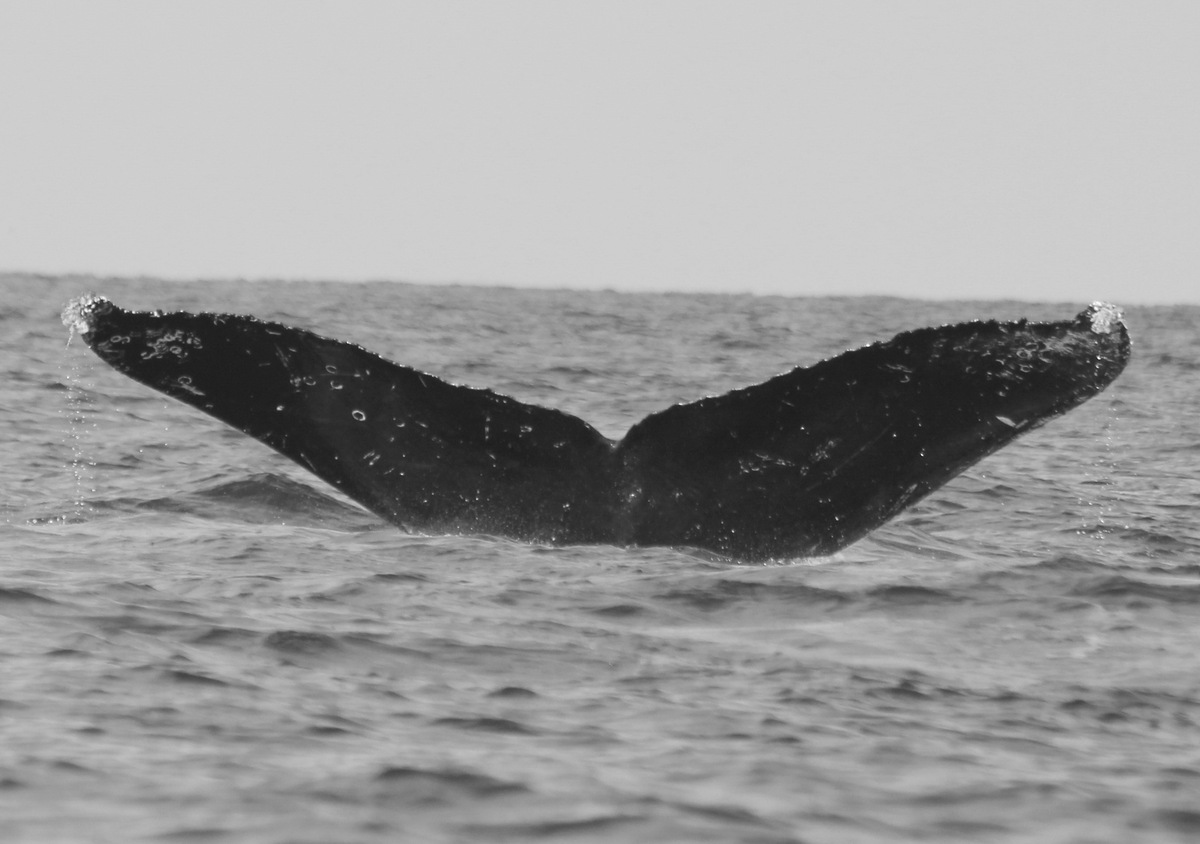 Fluke of CRC-16527