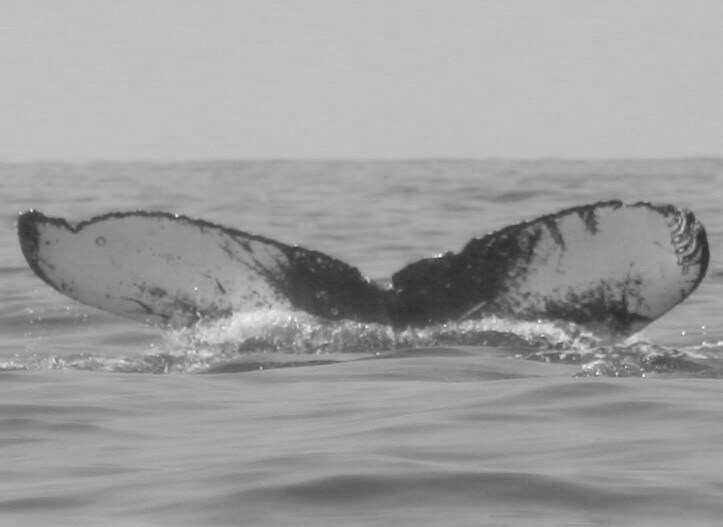 Fluke of FIBB-3BB206