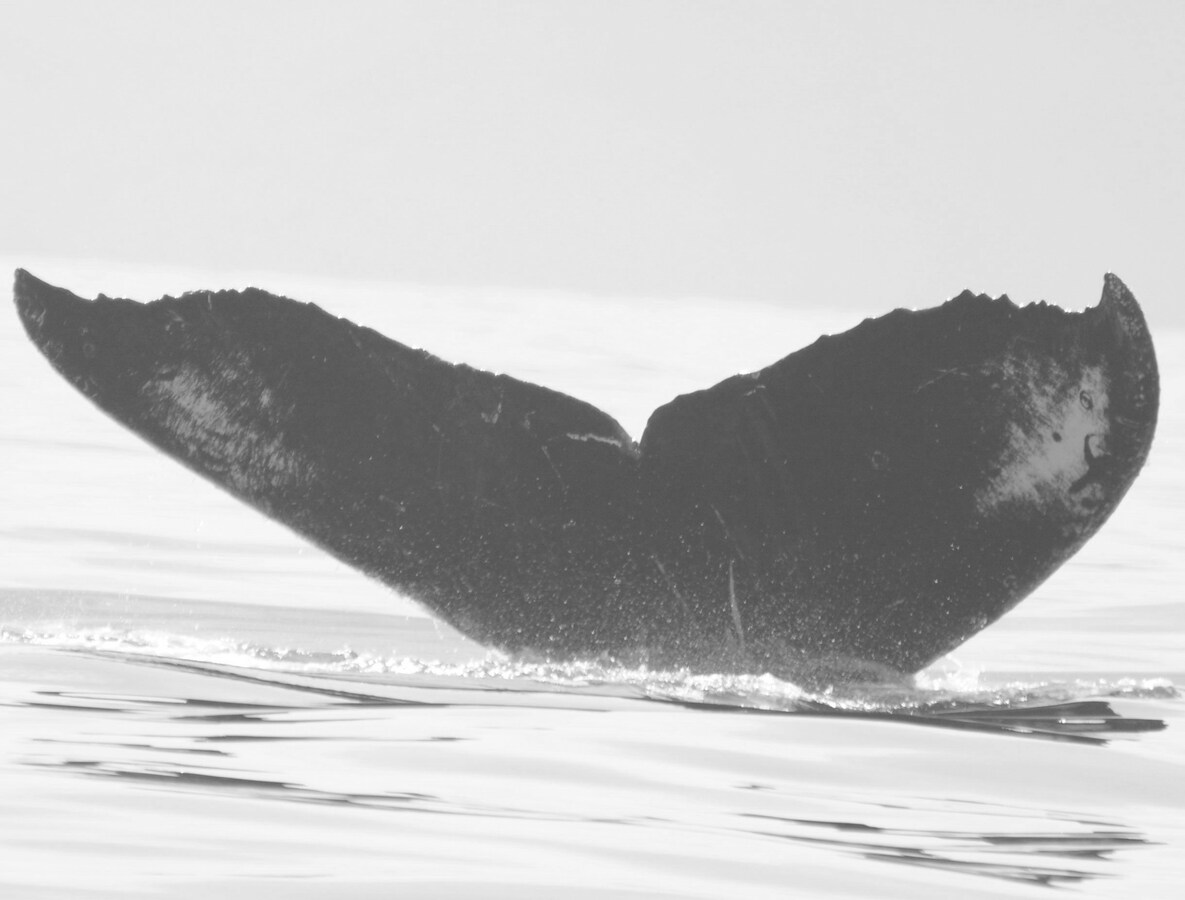 Fluke of CRC-11714