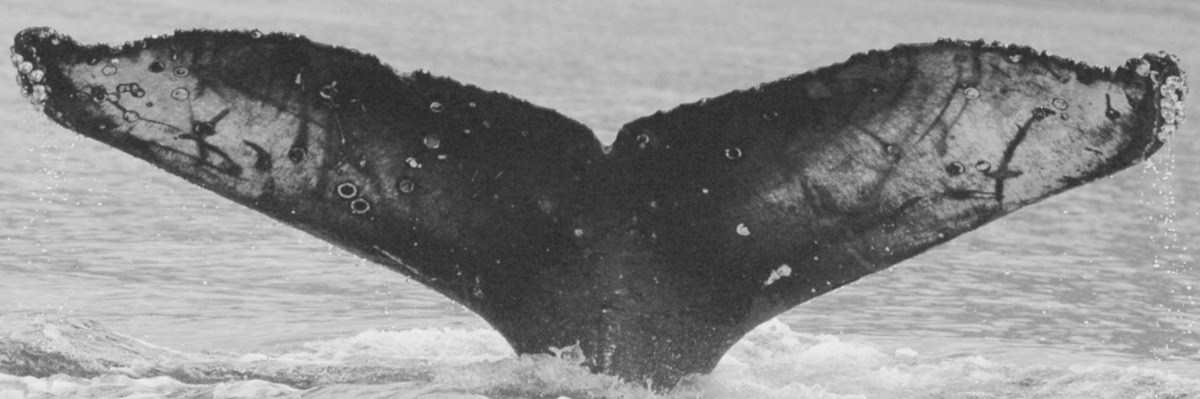 Fluke of FIBB-3BB207