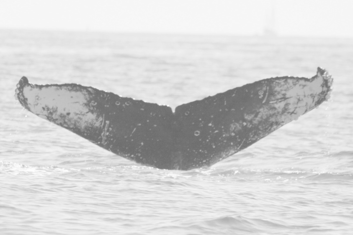 Fluke of FIBB-3BB228