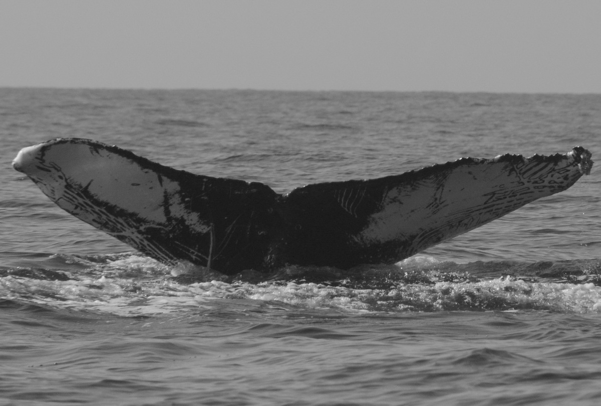 Fluke of FIBB-3BB349