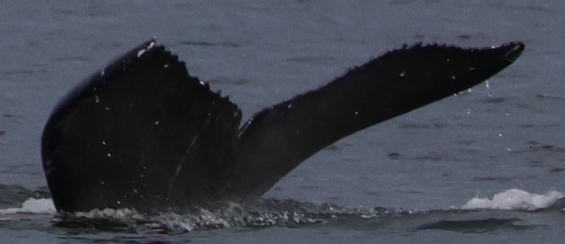 Fluke of Auger