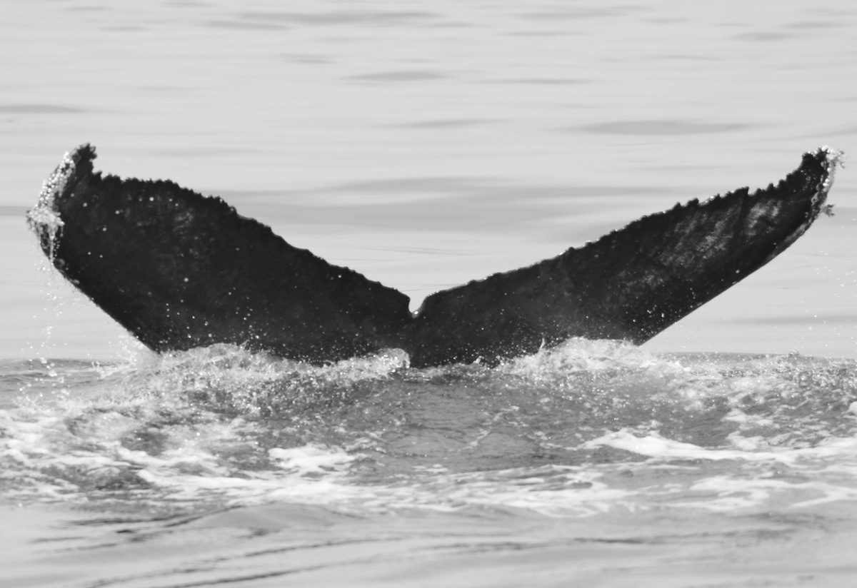 Fluke of FIBB-4BB446