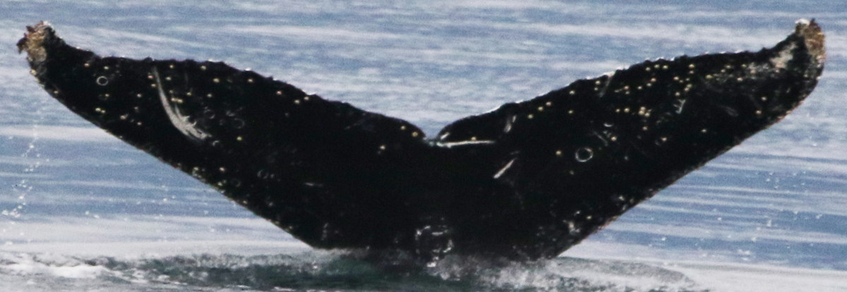 Fluke of SEAK-5317