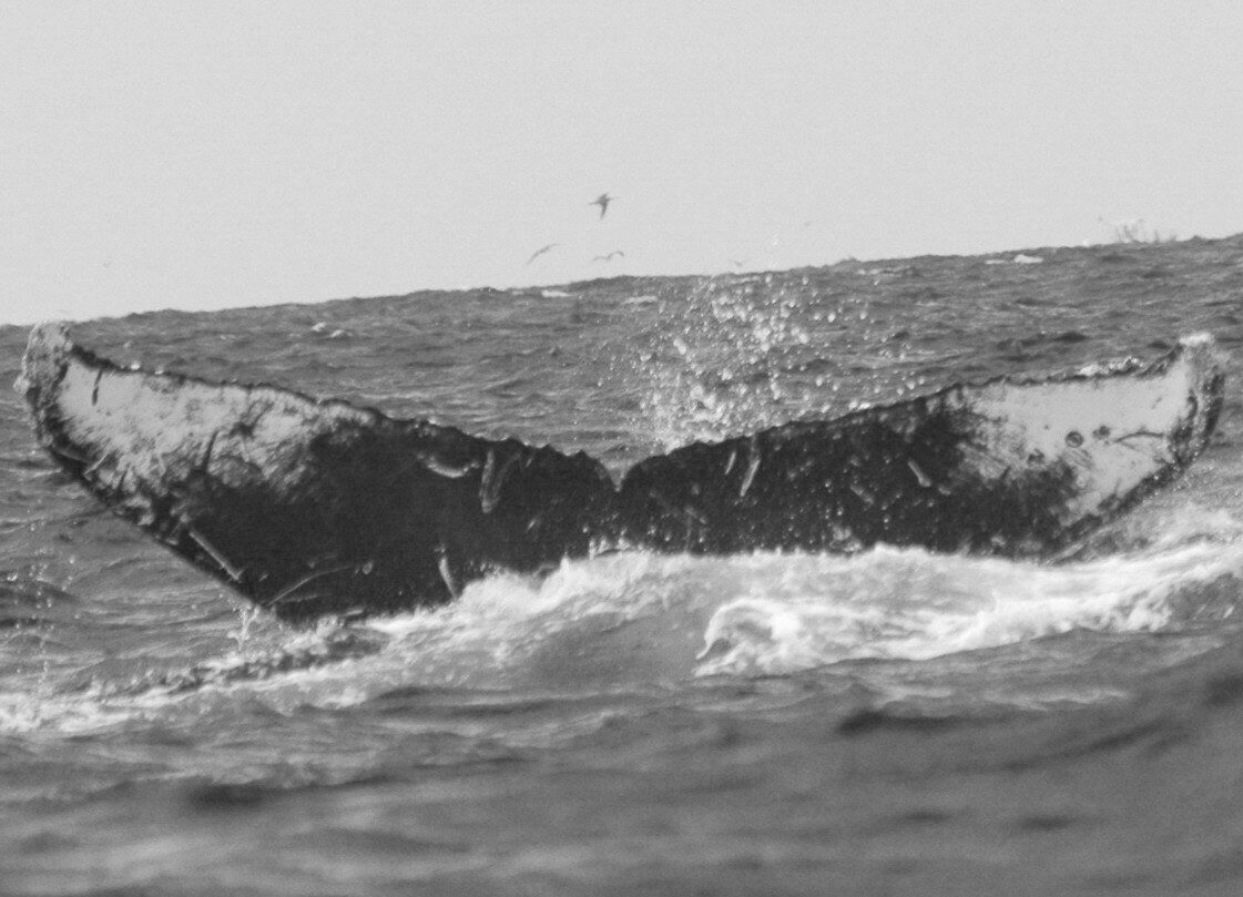 Fluke of FIBB-4BB259