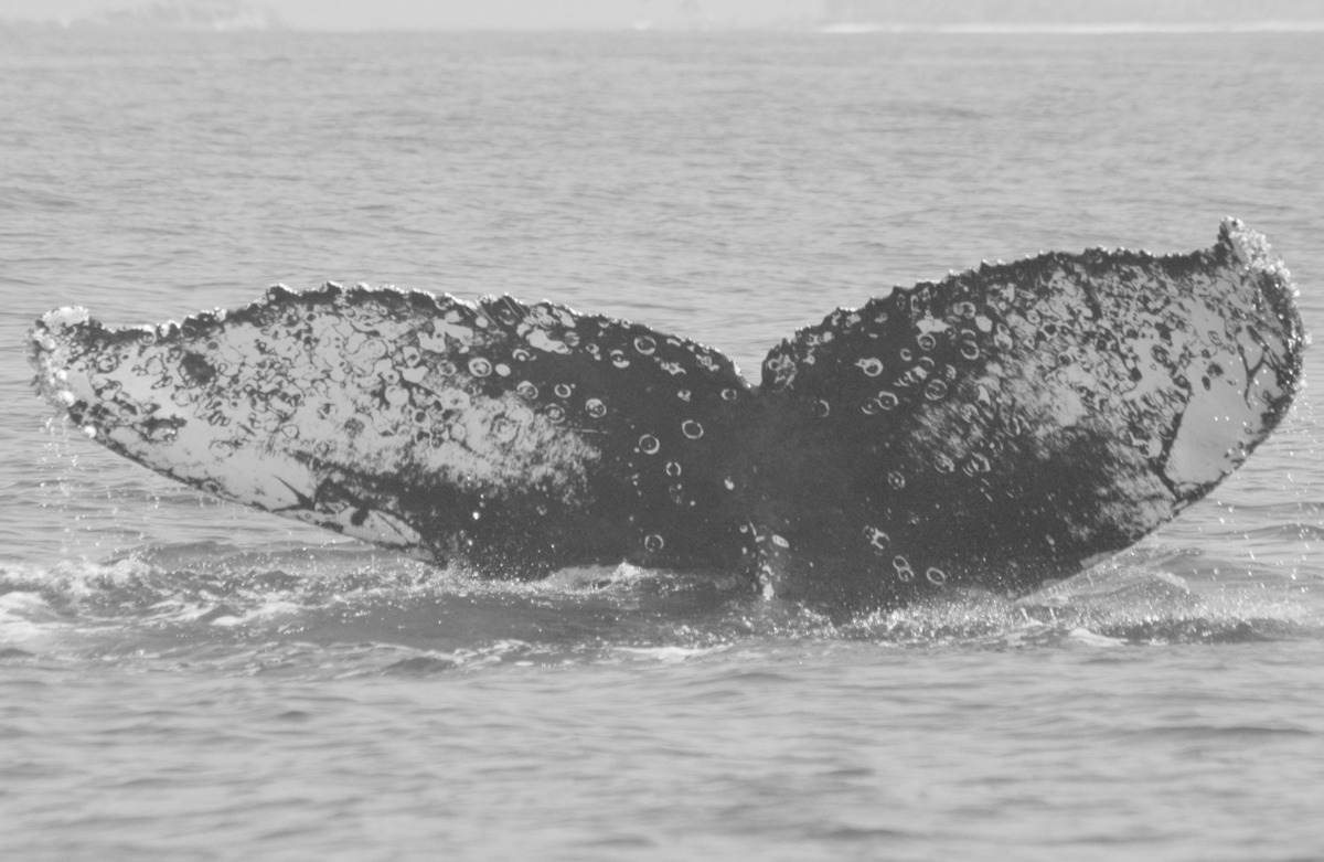 Fluke of FIBB-3BB202