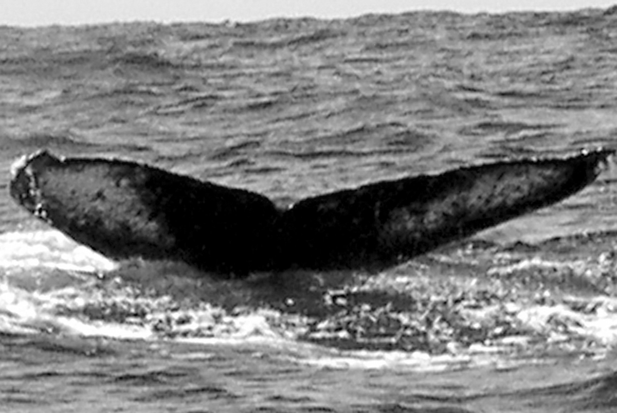 Fluke of FIBB-4BB149