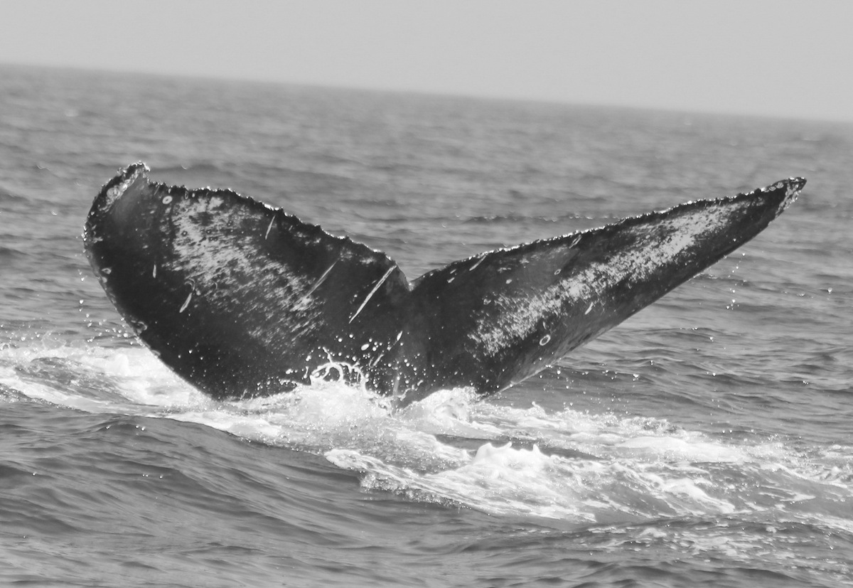 Fluke of FIBB-3BB332