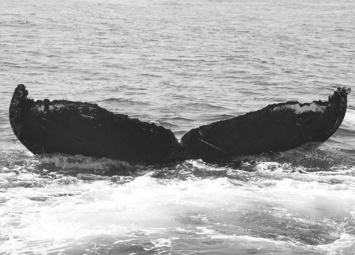 Fluke of CRC-10458