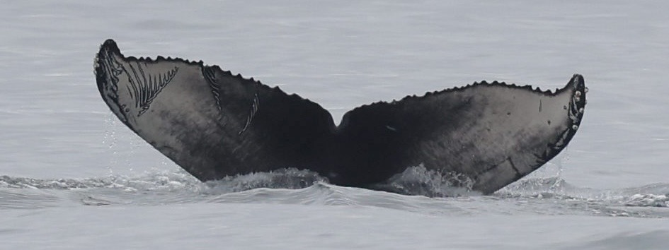 Fluke of Diablito (2025-2026 calf of Angel Wing)