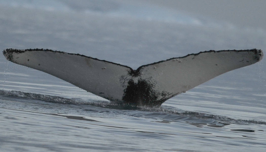 Fluke of AHWC-4346