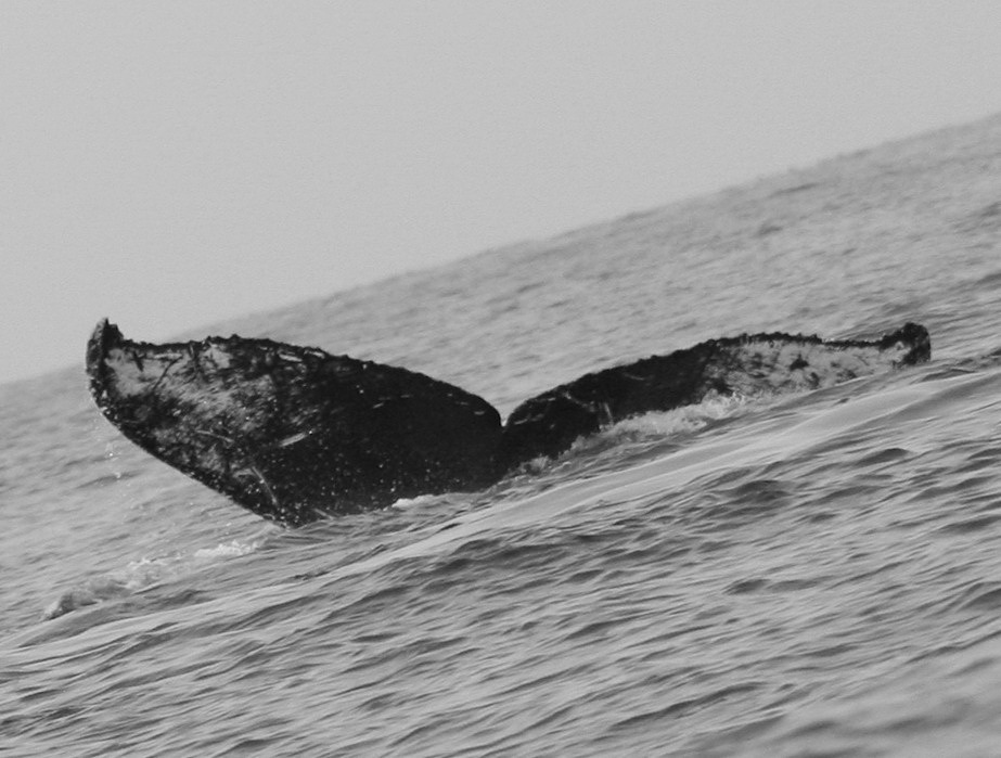 Fluke of CRC-14058