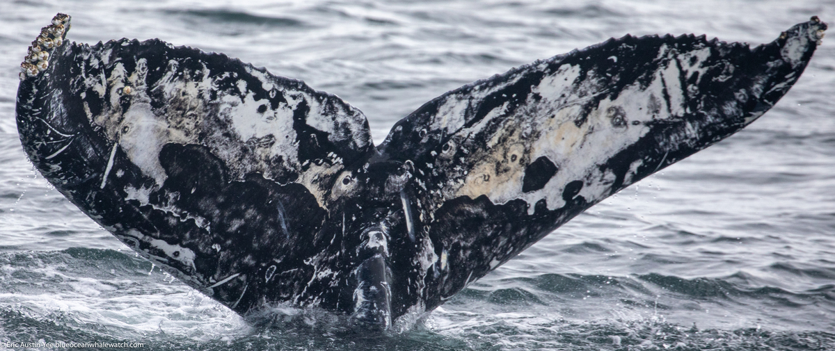 Fluke of Requiem (Monterey Bay)