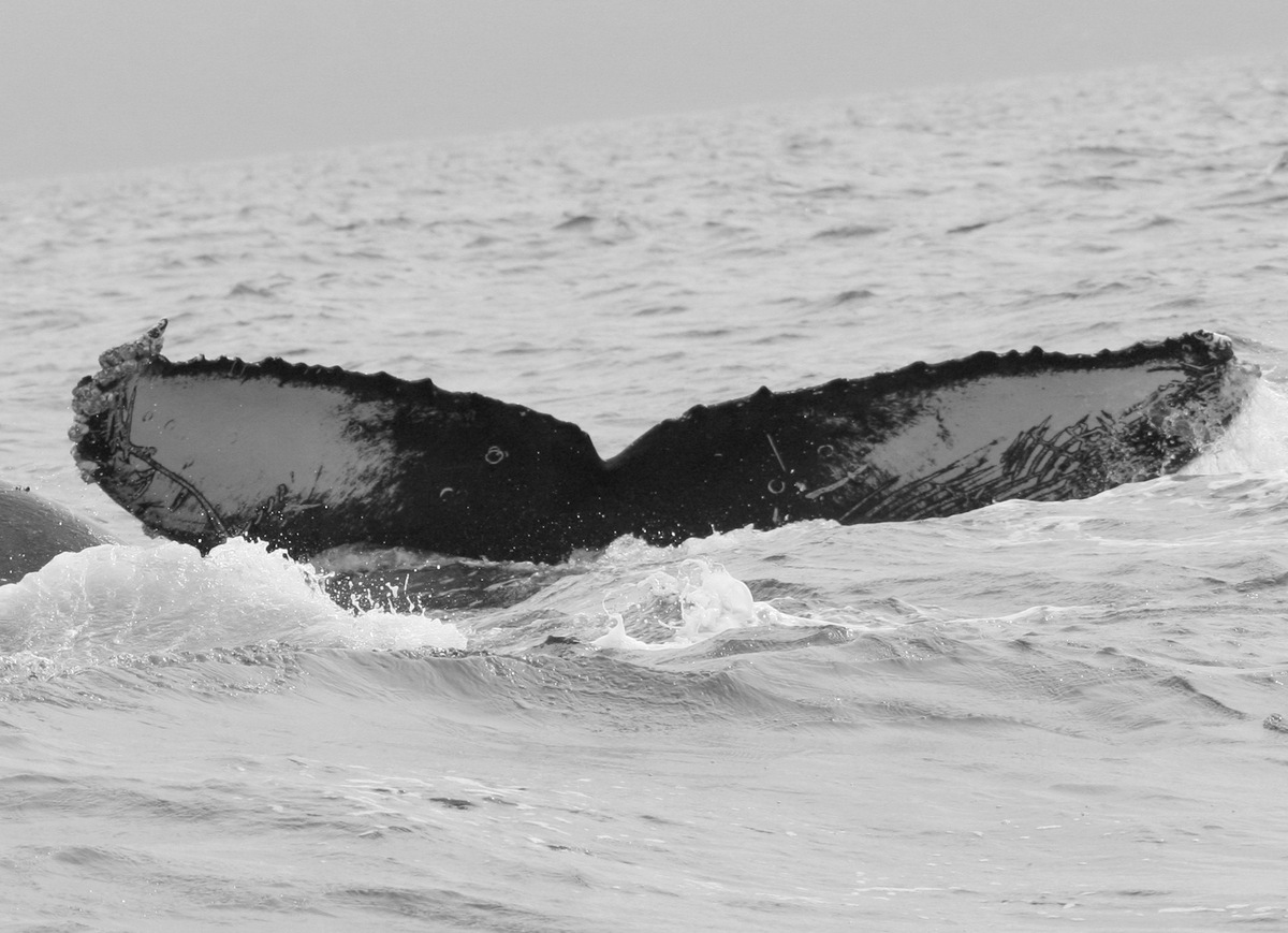 Fluke of CRC-16385