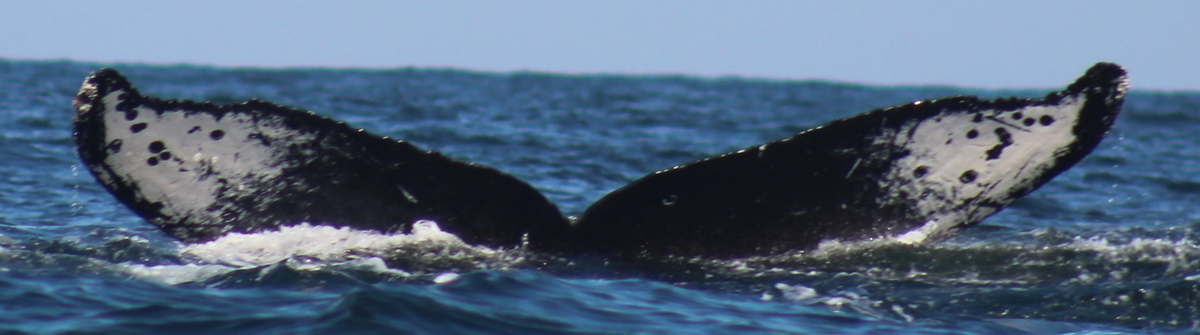 Fluke of FIBB-3BB111