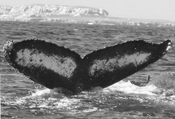 Fluke of Splash (Cabo)