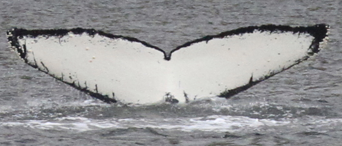Fluke of AHWC-4422