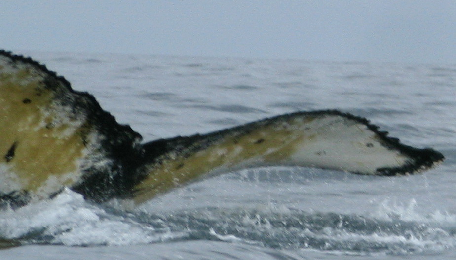 Fluke of AHWC-4522