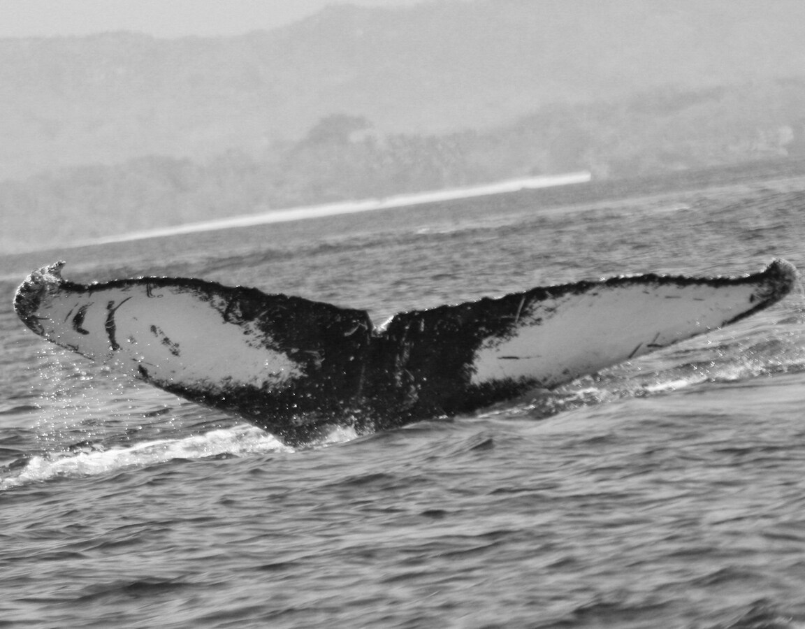 Fluke of FIBB-3BB277