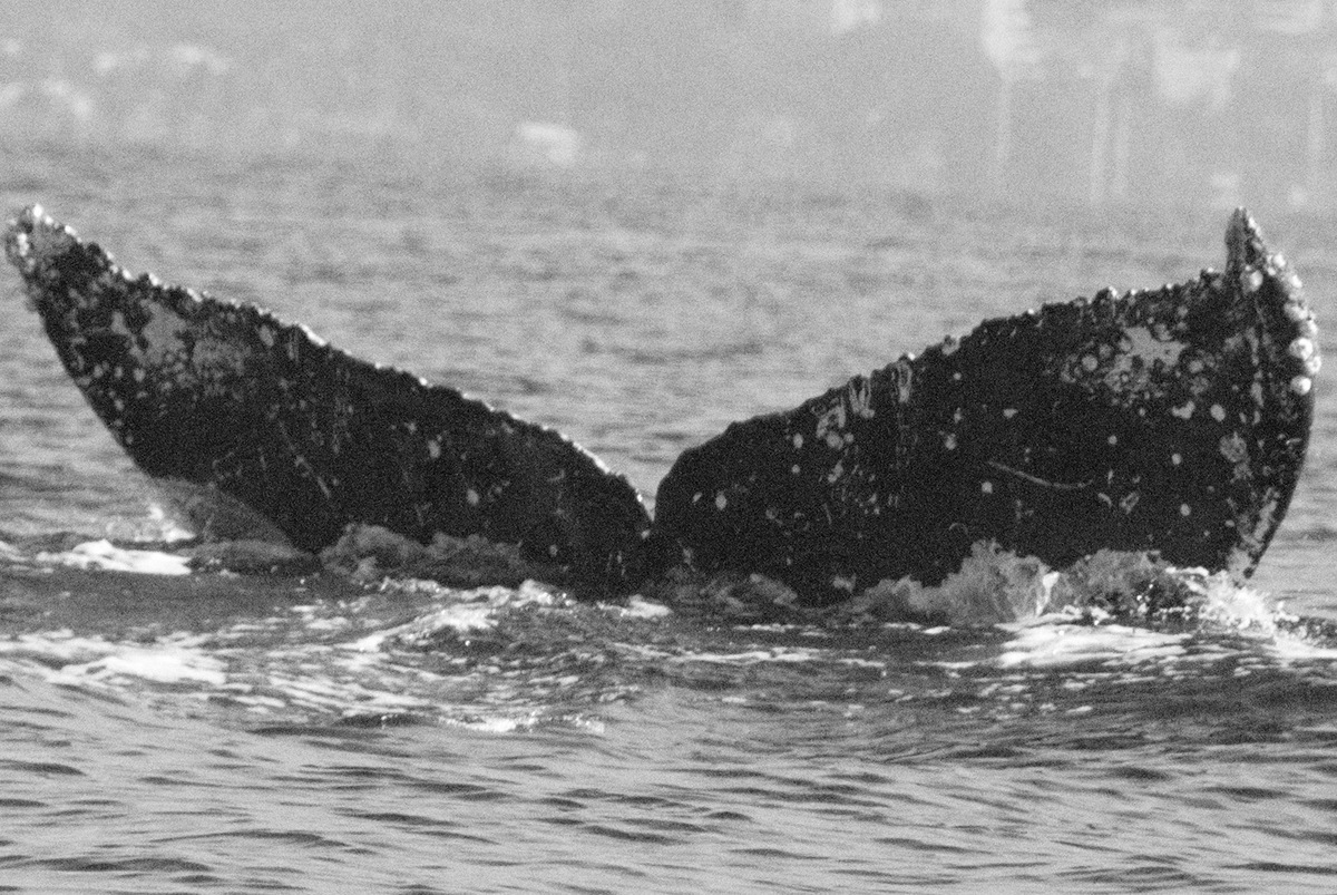 Fluke of CRC-20446