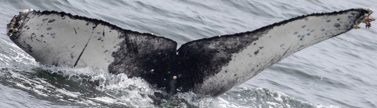 Fluke of 2025-2026 calf of CRC-17591