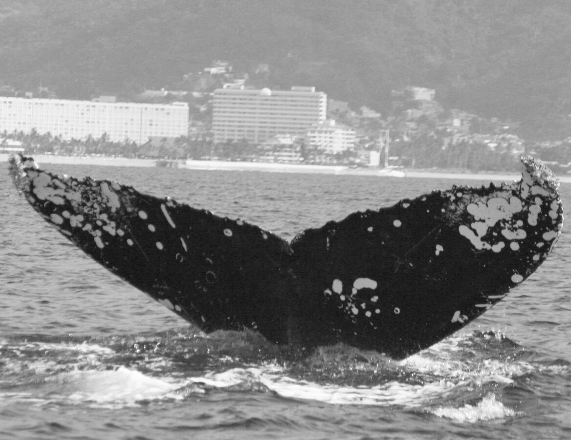 Fluke of CRC-19167