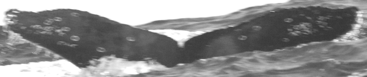 Fluke of CRC-15020