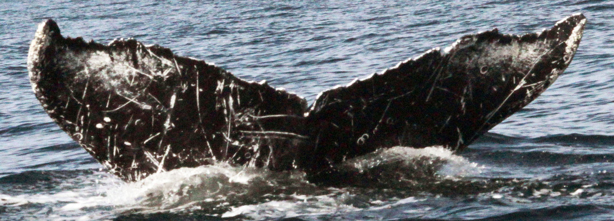 Fluke of CRC-11342