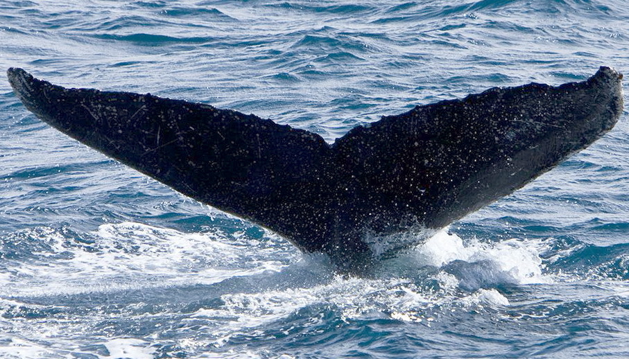 Fluke of AHWC-1615