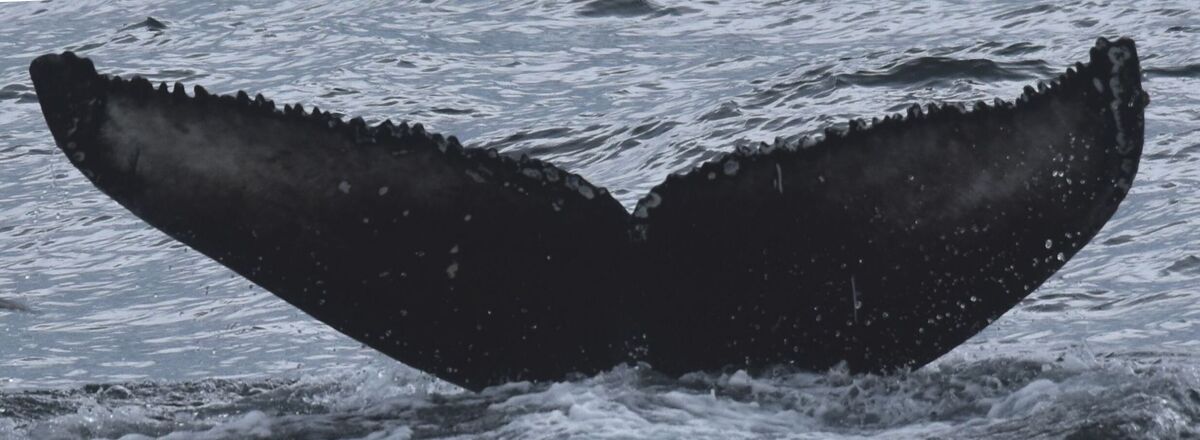 Fluke of 162129