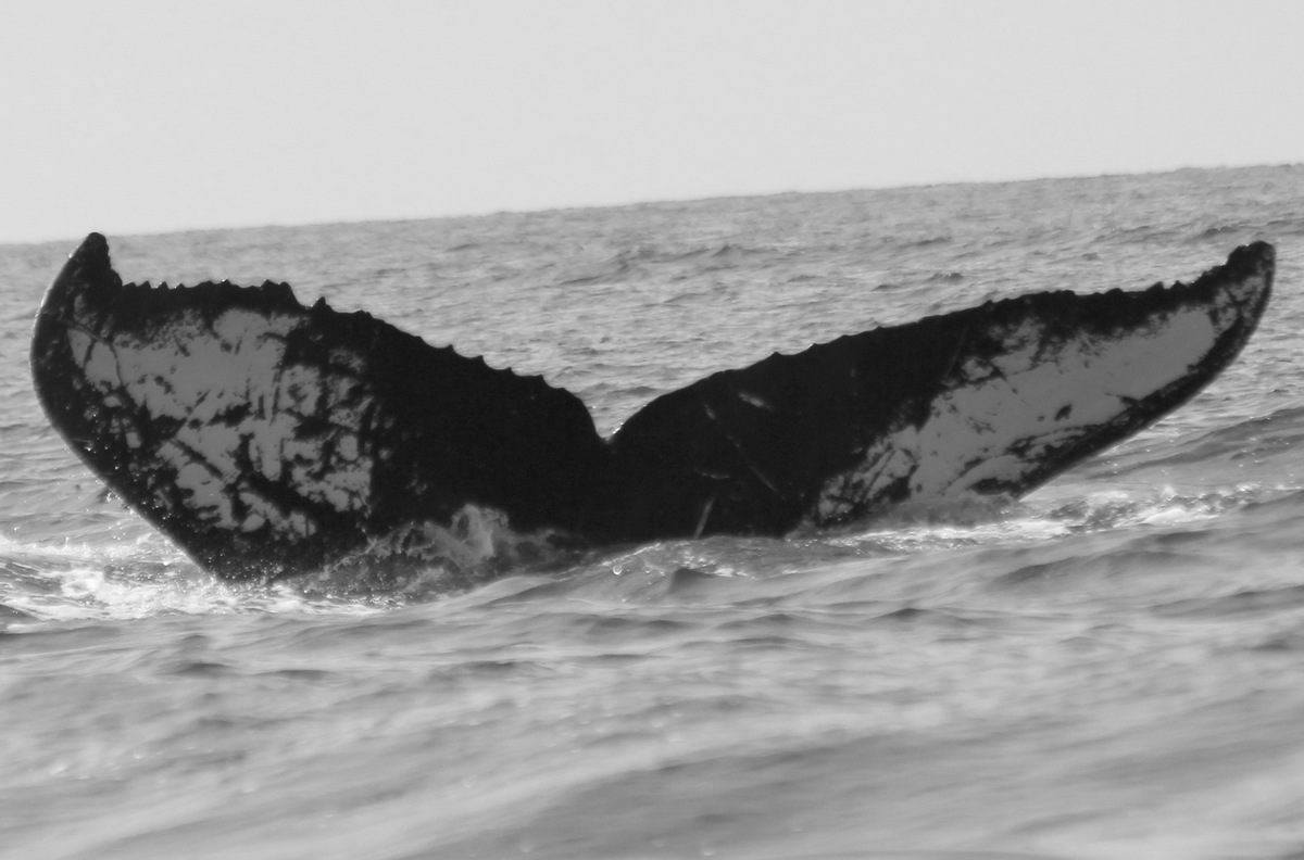 Fluke of CRC-17210