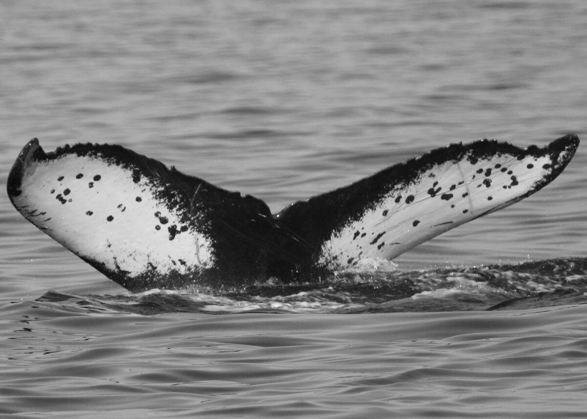 Fluke of CRC-19483
