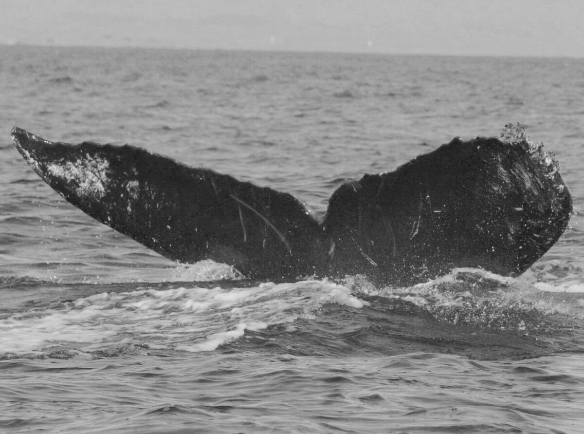 Fluke of CRC-12497