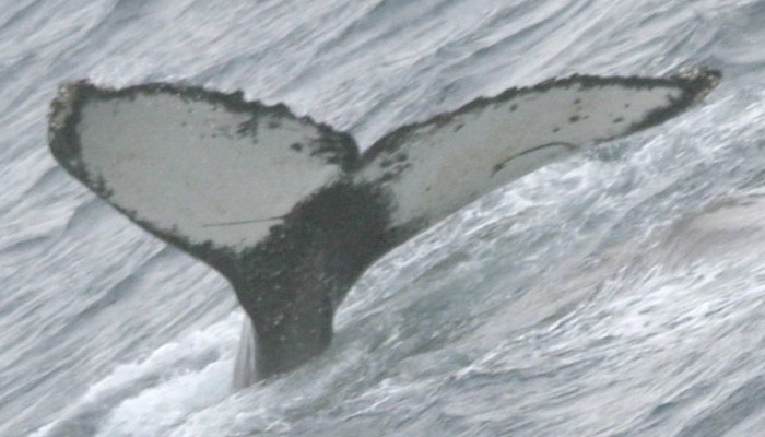Fluke of AHWC-3015