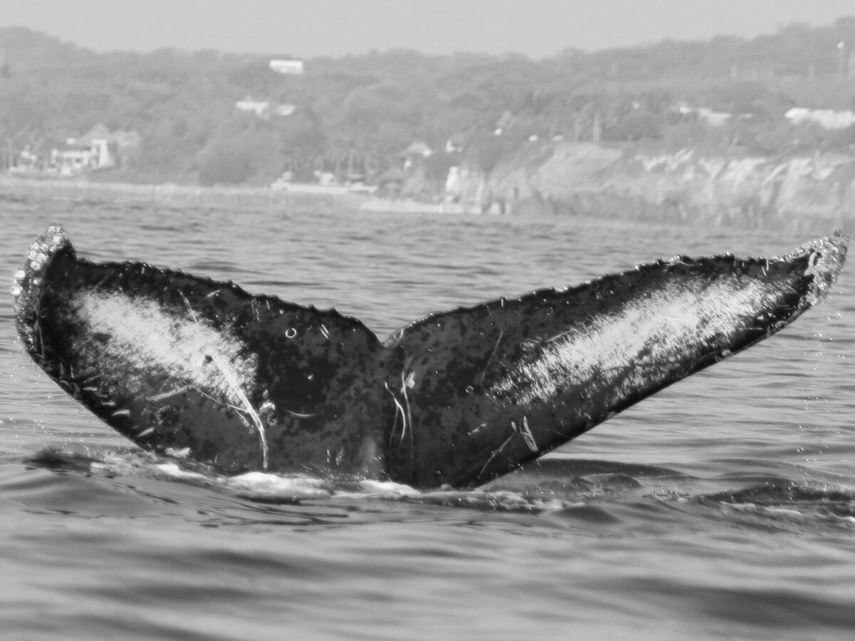Fluke of FIBB-3BB032