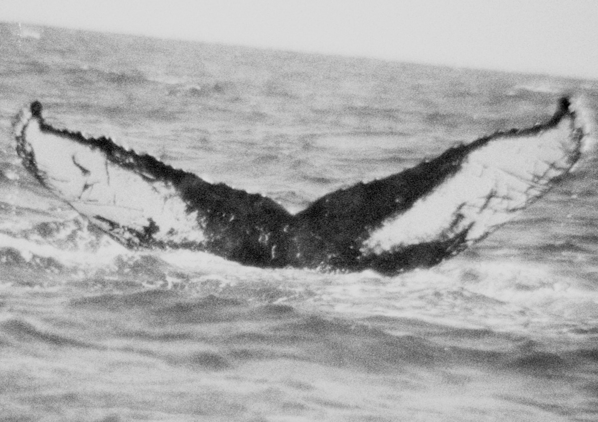 Fluke of FIBB-3BB041