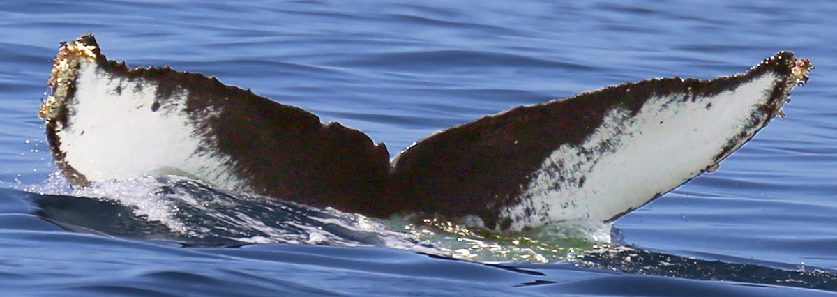 Fluke of CRC-11826