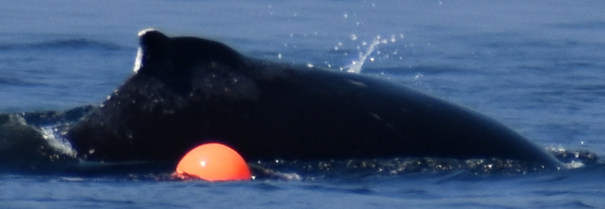 Fluke of 2026 calf of Tempest