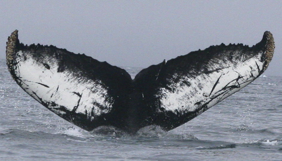 Fluke of AHWC-3022