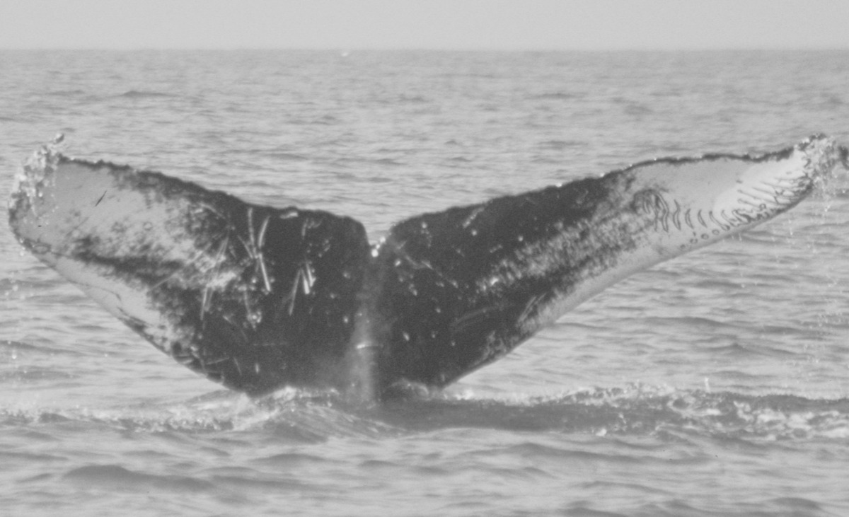 Fluke of CRC-21255