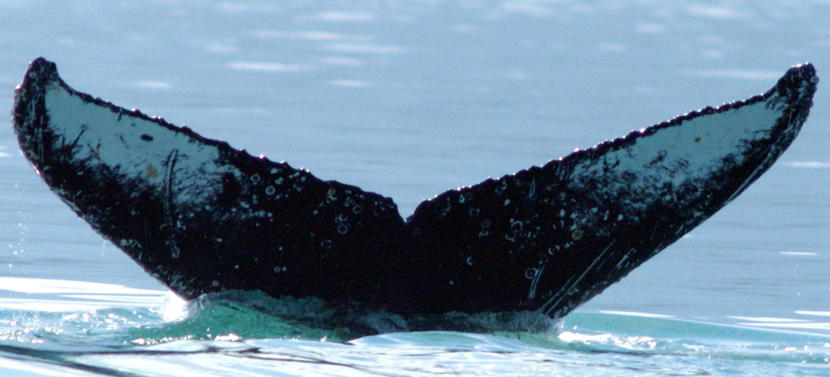 Fluke of Jefe (Alaska)