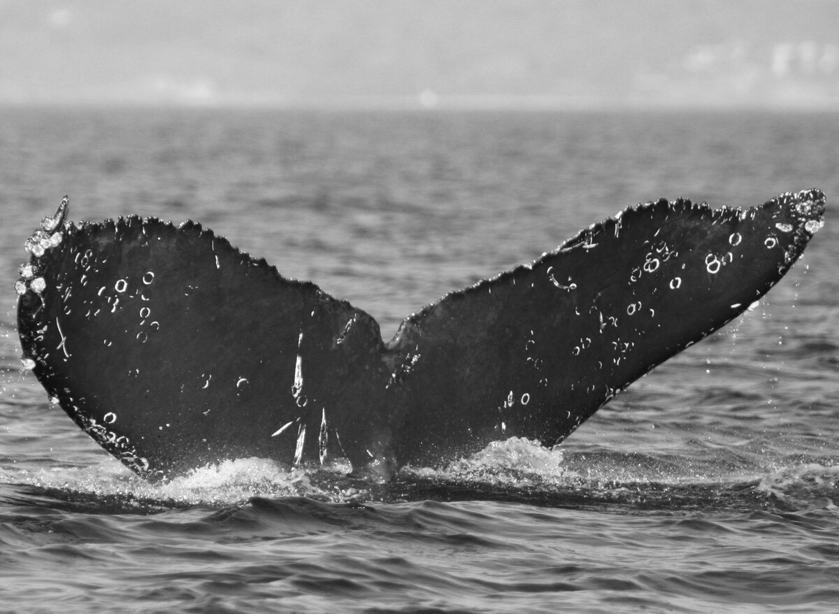 Fluke of CRC-11896