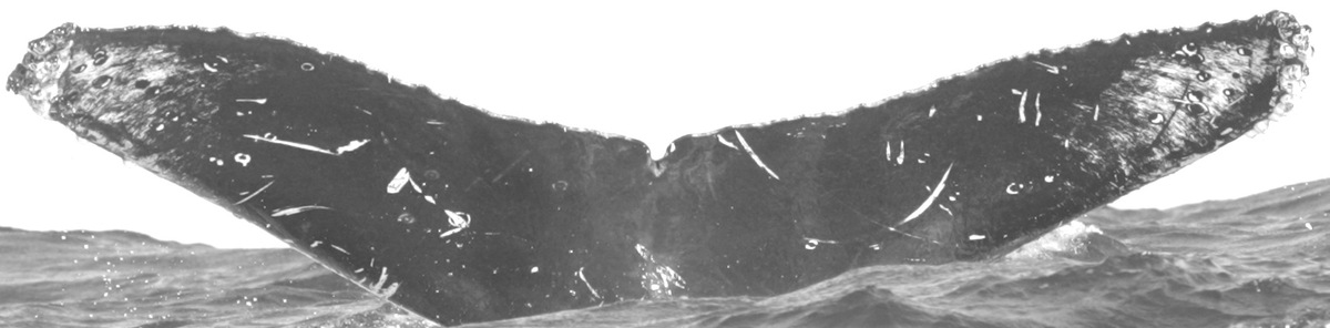 Fluke of CRC-12097