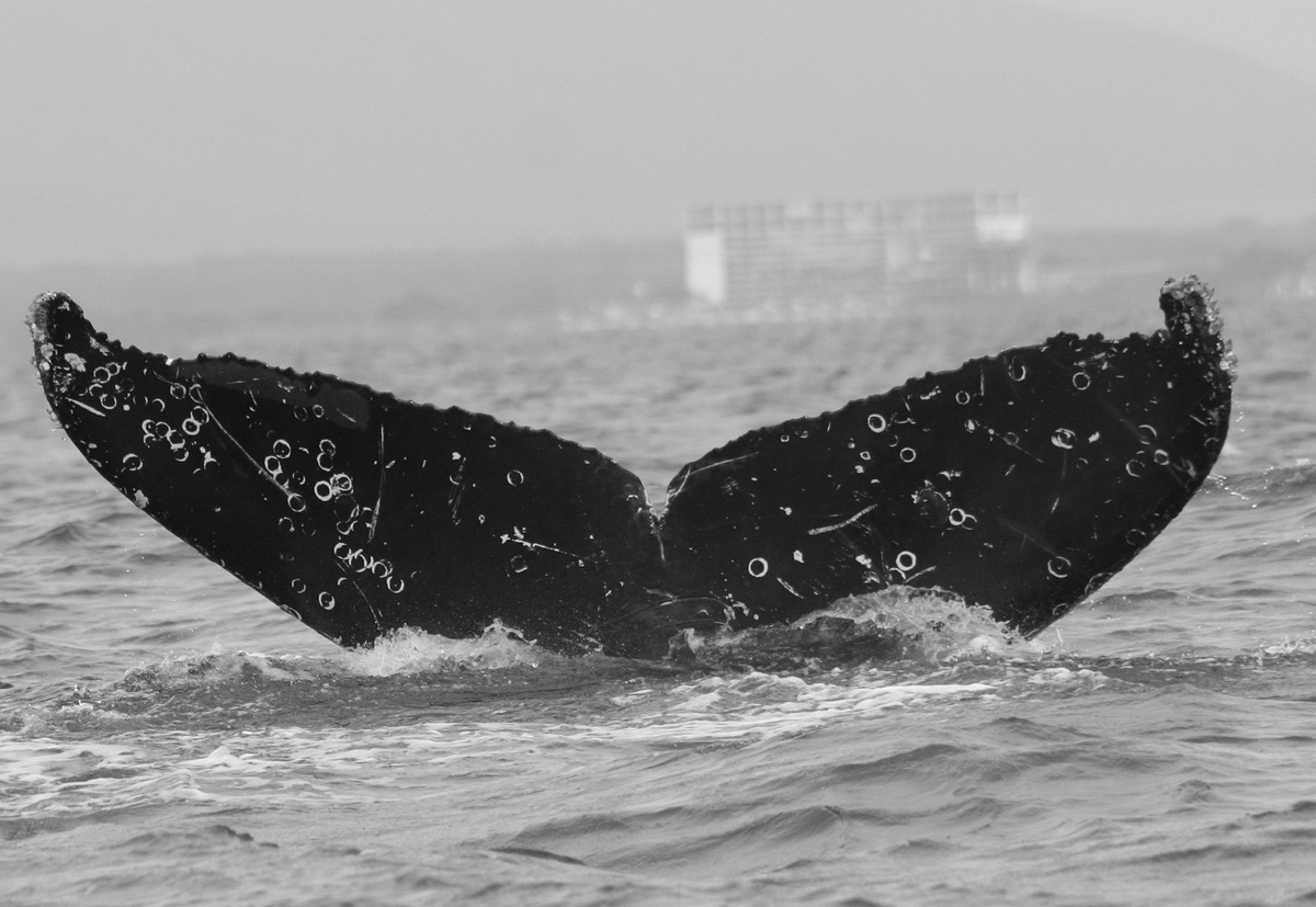Fluke of FIBB-5BB709